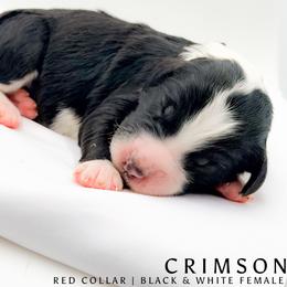 Crimson aka CC - female Australian Mountain Doodle puppy in Tipton, Indiana from Country Creek Doodles
