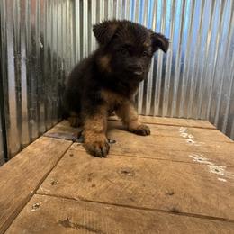 Ice - Black and red female German Shepherd puppy in Union City, Ohio from God’s Gifts German Shepherds