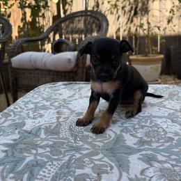 Milo - Black and tan male Russian Toy puppy in Citrus Heights, California from Little Royal Hearts