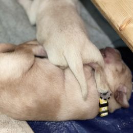 Labrador Retriever Puppies from Geronimo Labradors