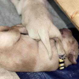 Labrador Retriever Puppies from Geronimo Labradors