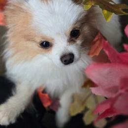 Benjamin - Cream parti male Pomeranian puppy in Newport News, Virginia from Itty Bitty Poms