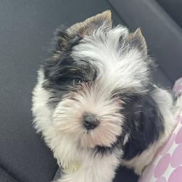 Yorkshire Terriers from The Pure Yorkie Co.