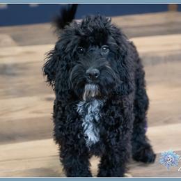 Gravy - Black male Cockapoo puppy in Connersville, Indiana from Deaz Doodle Ranch
