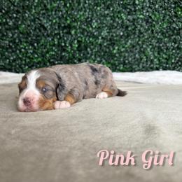 Pink Girl - Blue merle female Bernedoodle puppy in Modesto, California from Two Doods Doodles