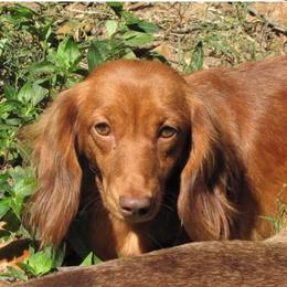 AMBER - Dachshund