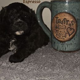 Espresso - Black and white male Shihpoo puppy in Lincolnton, North Carolina from Cuddable Pups