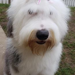 Golden Retriever and Old English Sheepdog All Grown Up from Saddle Rock Golden Retrievers & Old English Sheepdogs