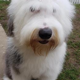Golden Retriever and Old English Sheepdog All Grown Up from Saddle Rock Golden Retrievers & Old English Sheepdogs