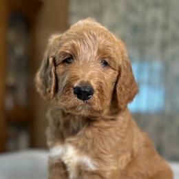 Oakley - Apricot male Goldendoodle puppy in Osage City, Kansas from Golden Ridge Goldens