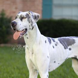 Athena - Great Dane