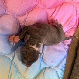Girl 2 - Blue female Italian Greyhound puppy in North Carolina from Celtic Sighthounds
