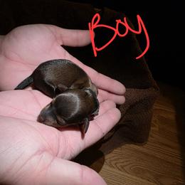 Dachshund Puppies from Southeast mo Miniature dachshunds