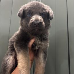 Olivia - Blue female German Shepherd puppy in Watervliet, Michigan from M&M Shepherd Farms