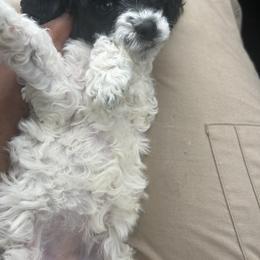 Poodle Puppies from Poodle Parade