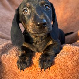 Male 1 - Black and tan male Dachshund puppy in El Campo, Texas from Creamer Creek Kennel
