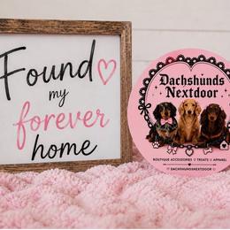 Mocha AKC - Brindle female Dachshund puppy in Bartlett, Illinois from Dachshundsnextdoor