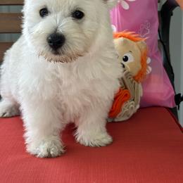 Girl 1 - White female West Highland White Terrier puppy in Scurry, Texas from Karen Williams's West Highland White Terriers