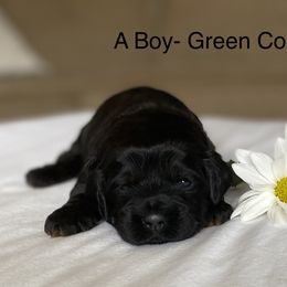 Cockapoo Puppies from Maple’s Cockapoo Puppies