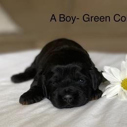 Cockapoo Puppies from Maple’s Cockapoo Puppies