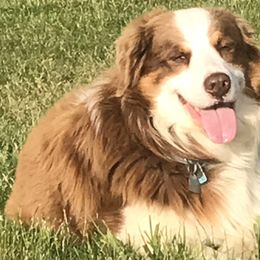 Rudy - Australian Shepherd