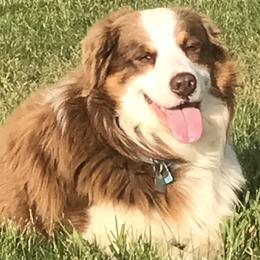 Rudy - Australian Shepherd