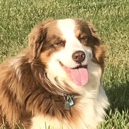 Rudy - Australian Shepherd
