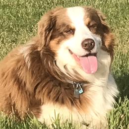 Rudy - Australian Shepherd