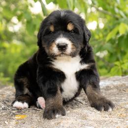Niko - Tri-color male Bernedoodle puppy in Pulaski, Tennessee from My Fair Doodles