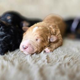 Maple - Yellow and white male Bernedoodle puppy in Ashton, Idaho from Kerr Kanine Ranch