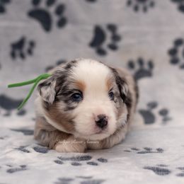 Morpheus - Green Collar - Blue merle Miniature Australian Shepherd puppy in Lacombe, Louisiana from Indigo River Toy & Mini Aussies