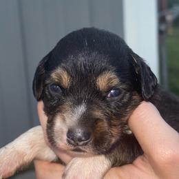 Lou - Black tri female Miniature Australian Shepherd puppy in Friend, Nebraska from Mid-Plains Mini Aussies
