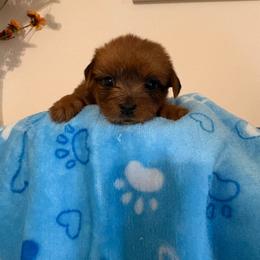 Peanut - Sable male Yorkshire Terrier puppy in Beulaville, North Carolina from Sunset Ranch
