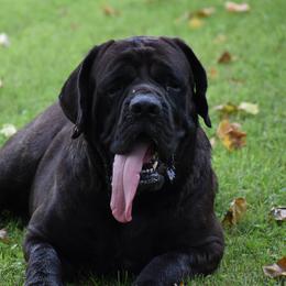 Seven - Mastiff