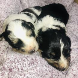 Australian Shepherd Puppies from Powell’s Australian Shepherds