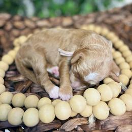 Goldendoodle Puppies from The Doodle grove