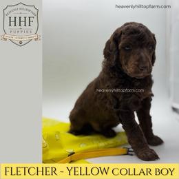 FLETCHER - Yellow Collar Boy - Phantom male Poodle puppy in Charlo, Montana from Heavenly Hilltop Farm