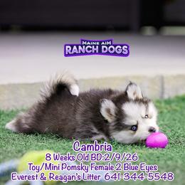 Cambria - Black and white female Pomsky puppy in Humeston, Iowa from M.A.R. Dogs
