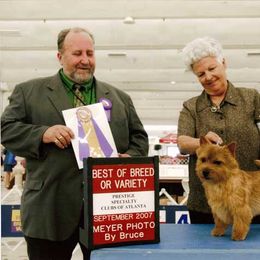 Norfolk Terriers and Norwich Terriers from Infinity Kennels