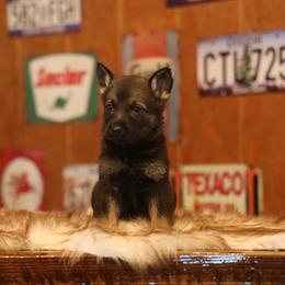 Venus - Sable female German Shepherd puppy in Philippi, West Virginia from Vom Haus Highlands