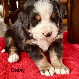 Daisy OFA - female Bernese Mountain Dog puppy in Strasburg, Ohio from Lois Allison