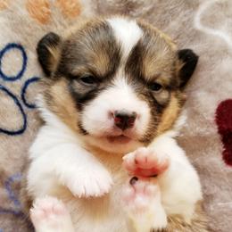 American Corgi and Pembroke Welsh Corgi Puppies from Whimsical Treasure Corgis