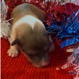 Cupid - Sable and white female Collie puppy in Morocco, Indiana from Collegiate Bassets and Rheign Collies