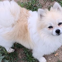 Miracle - Pomeranian