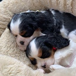 Cavalier King Charles Spaniels from Marvelous Cavalier King Charles Spaniels