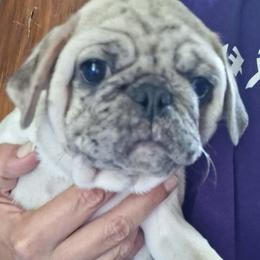 Boy 1 - White male Pug puppy in Gadsden, Alabama from Carla's Pugs