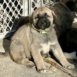 Agnes - Fawn female Anatolian Shepherd Dog puppy in Williamsburg, Kentucky from Three Little Birds Farm