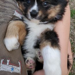 Australian Shepherd, Miniature Australian Shepherd, and Toy Australian Shepherd Puppies from Rumour Has It Aussies