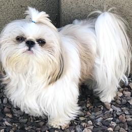 Shih Tzus from Southwest Shih Tzu