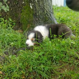 Australian Shepherd Puppies from Covenant View Farm Australian Shepherds